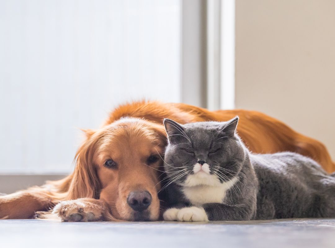 A Complete Guide to Proper Nutrition for Dogs and Cats